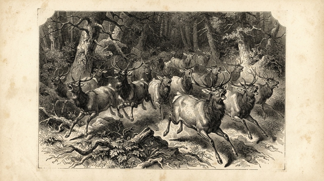 Wood engraving of a herd of elk stampeding out of a forest toward the viewer